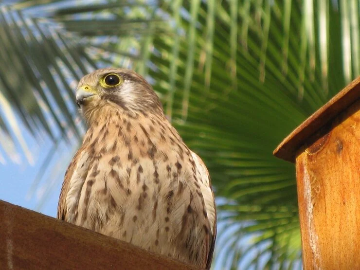 Falcon Relocation for Clubs, Breeders, and Institutions